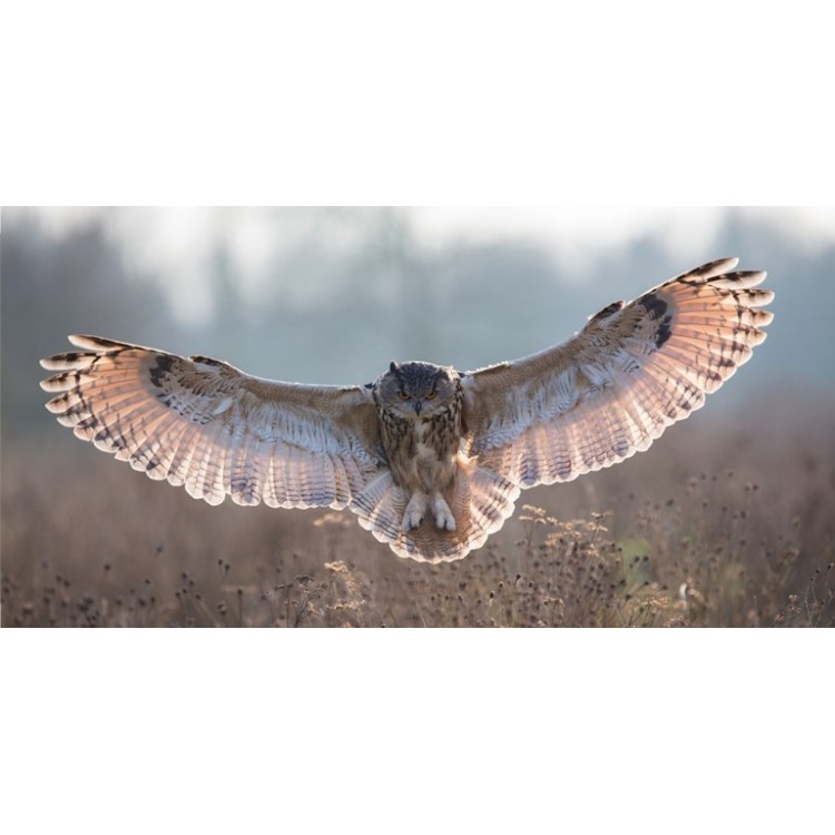 Owl Flying Photo LICENSE PLATE